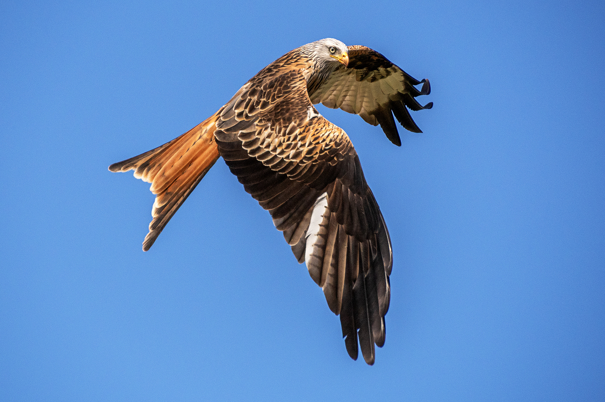 Red Kite Part 2 winner by Glynnis Frith